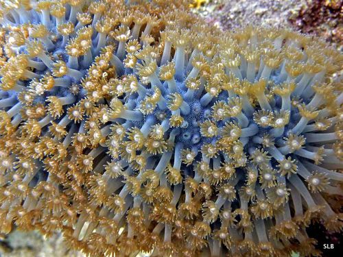 Corail marguerite Goniopora sp.