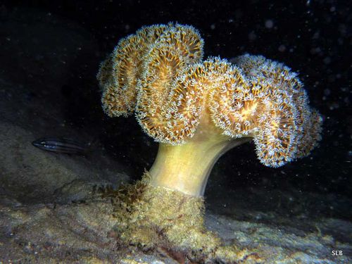 Sarcophyton-corail-Octocoralliaires