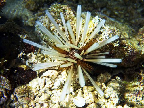 Oursin faux diadème-Echinothrix calamaris