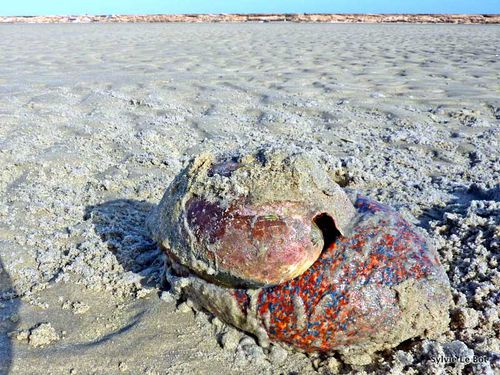 Cymbium sp-Volutidae-Dakhla-Maroc