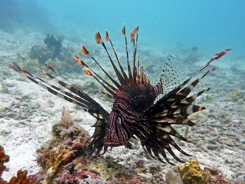 Rascasse volante adulte-Pterois volitans