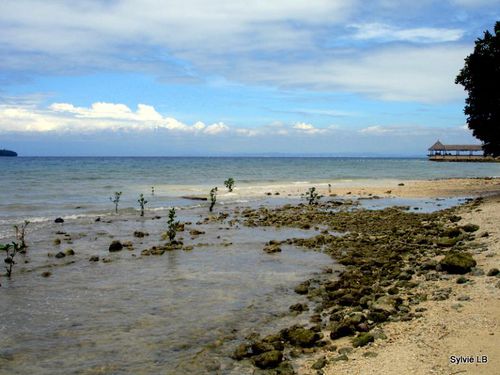 Kembali-Ile-de-Samal-Philippines-plage-tortues