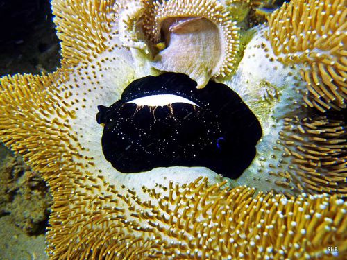 Ovulidae-Ovula ovum-corail-Sacophyton