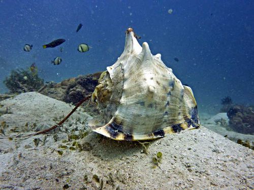 Cassis cornuta-Cassidae-Casque cornu