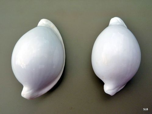 Ovulidae-Ovula ovum