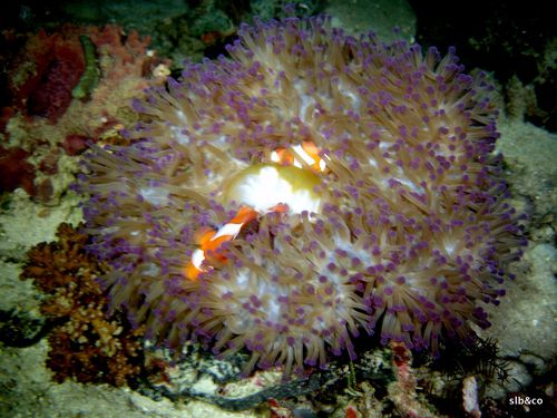 Poisson-clown-Amphiprion ocellaris