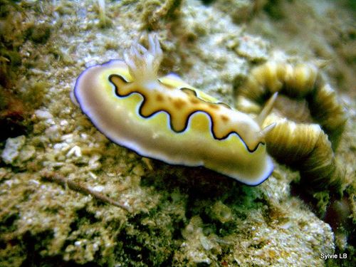 Chromodoris-coi-Nudibranche-03