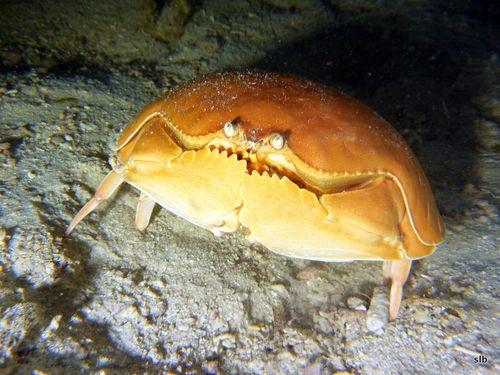 Crabe-Calappa calappa