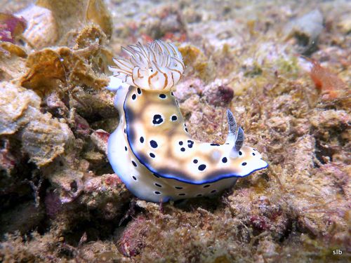 Chromodoris kuniei, Nudibranche