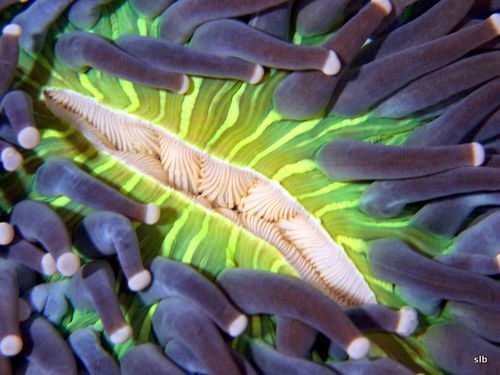 Corail champignon- bouche