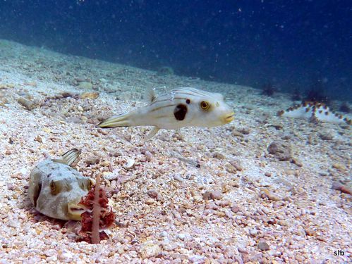 Arothron manilensis-Poisson-ballon