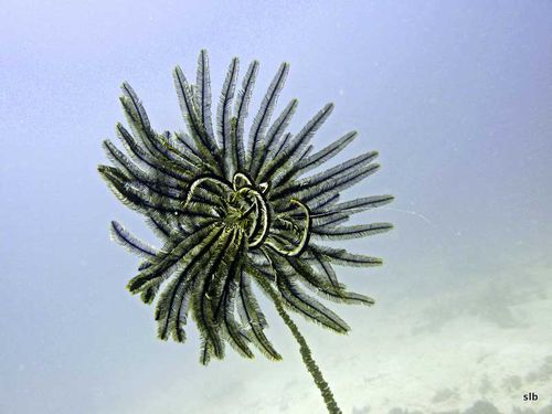 Comatule-Lys de mer-Crinoide