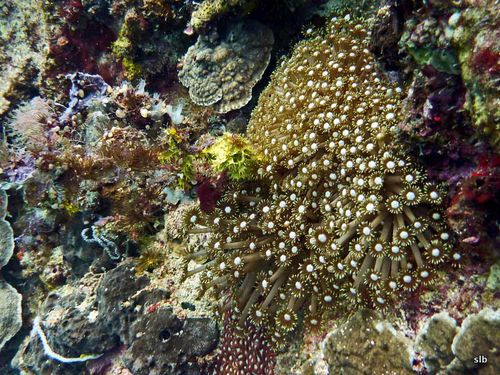 Cnidaires-corail-marguerite-Hexacoralliaires