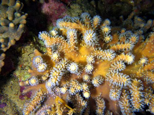 corail-bien-vivant-Philippines