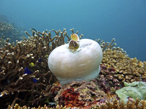 anemone-magnifique-poissons-clowns