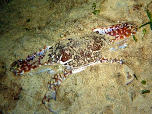 Crabe-nageur-Portunus-pelagicus