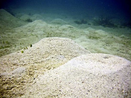 Paysage sous-marin-Philippines-dunes de sable