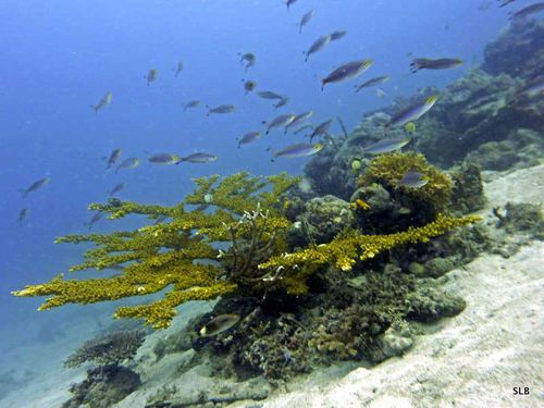 Paysage-aquarium-Pacifique-Acropora