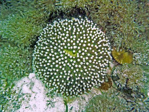 Corail-champignon-Heliofungia actiniformis