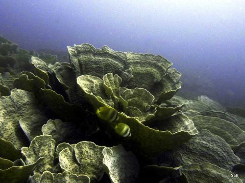 Corail-laitue-Agaraciidae-Agaricia sp.(?)