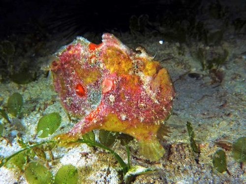 Poisson-grenouille-Antennarius sp.-Poisson-pêcheur