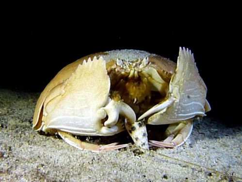 Crabe Calappa calappa-Terebra maculata