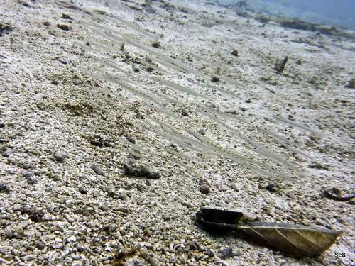 Plongeur de sable-Trichonotidae-Trichonotus setiger