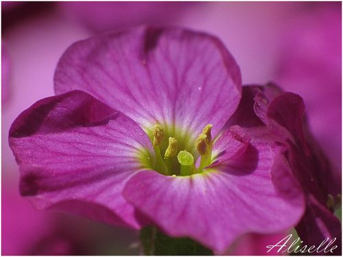 Aubrietes 5