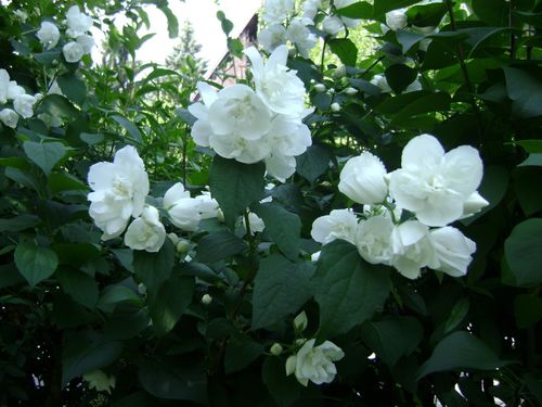 blog fleurs 2