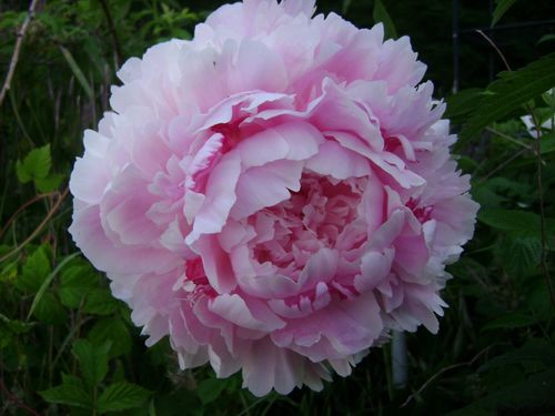 blog pivoine 8