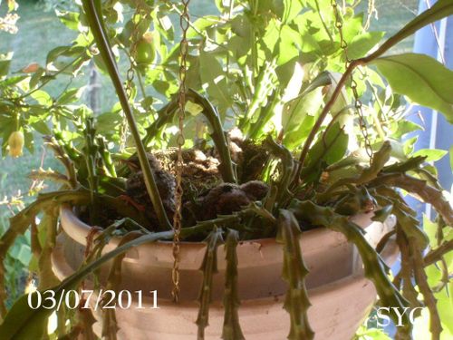 Gobemouches-03-07-2011-Mamigoz--1-.JPG