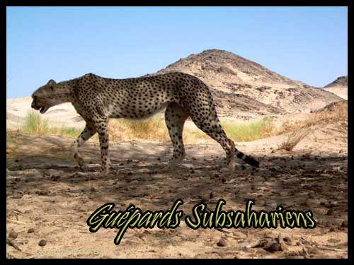 sahara-guepard.jpg