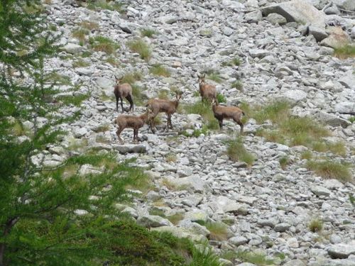 2012-06-28-Lacs Negre et Graveirette-049
