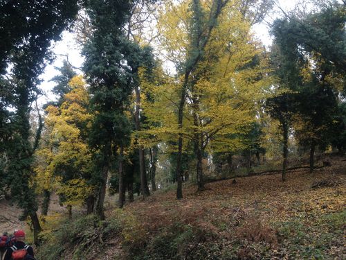 2012-11-22-Forêt de la Colle du Rouet-021