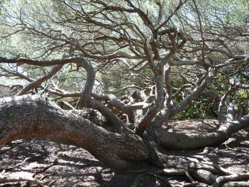 2013-05-23-Porquerolles ouest-046