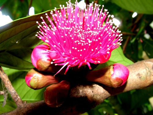 ranong sud thailande