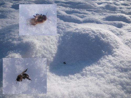 déneigement abeilles mortes sur neige