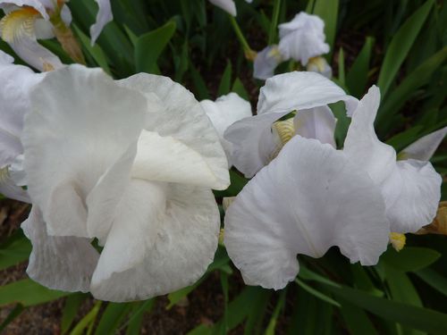autres-fleurs-le-8-mai-2010-006.jpg