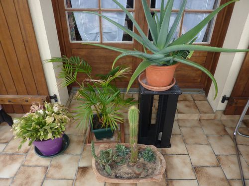 veranda-en-Mai-2010.jpg