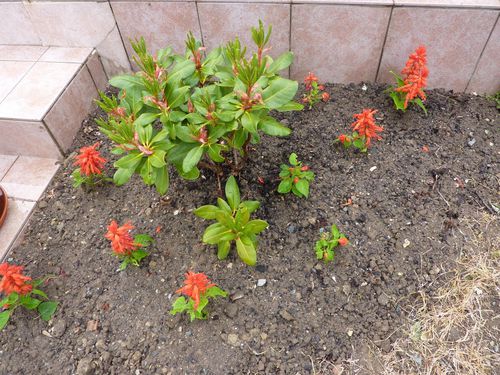 autres-fleurs-le-8-mai-2010-001.jpg