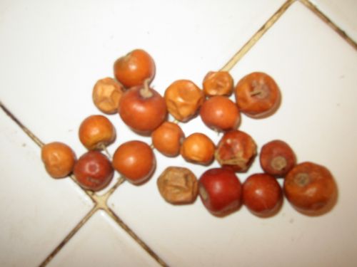 Jujube