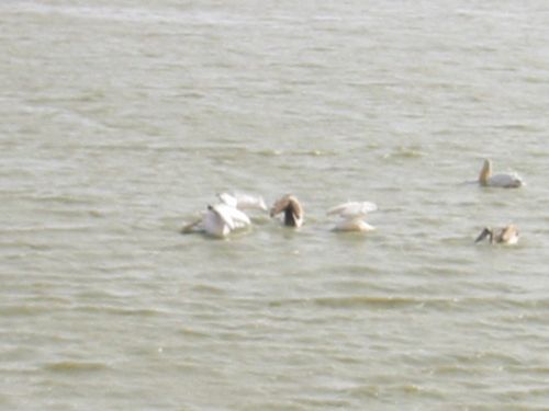 Senegal-3 6273
