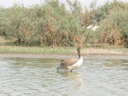 Senegal-3 6290