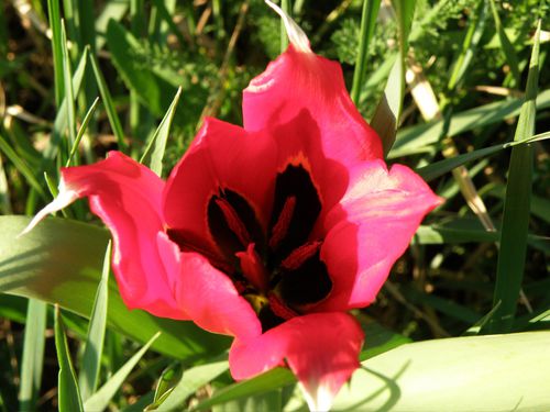 tulipe-d'Agen3