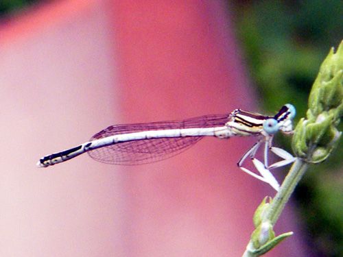 Platycnemis-pennipes