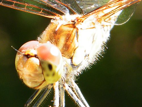 A 3 -sympetrum strialotum tête - .03.08 - Bernard