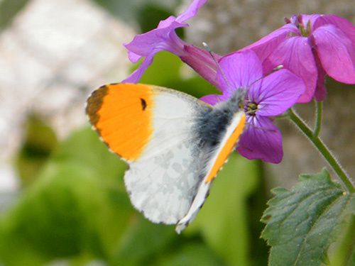 aurore anthocharis cardamines 04.04 sur monnaie du pape