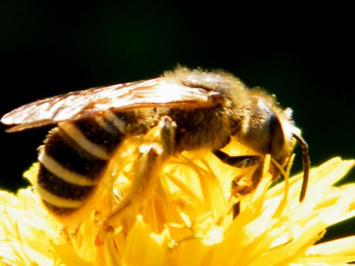 halictus-quadricinctus-1.JPG