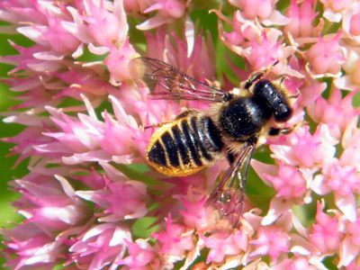 megachile-centuncularis-1-09.2011