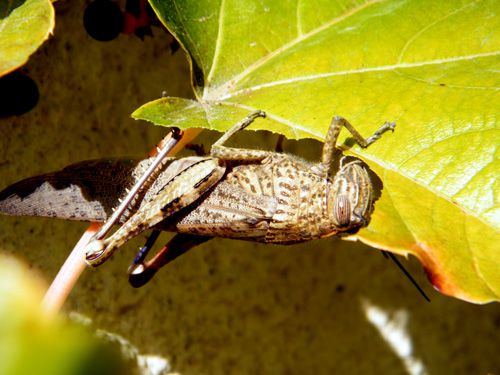 criquet-egyptien-broutant-feuille-de-vigne-grimpante-site-2